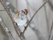 American Tree Sparrow