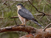 Sharp-shinned Hawk