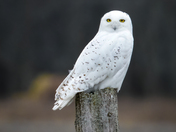 Majestic Snowy Owl