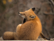 An itchy Fox