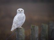 Snowy Owl on Fencepost