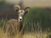 The subject of the Rut