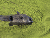 The Iconic Canadian Beaver