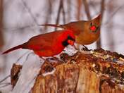 Cardinals