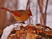 Female Cardinal