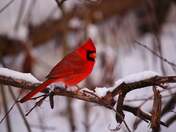 Norther Cardinal