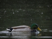 Mallard Duck in the Snow