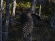 Turkey Vulture