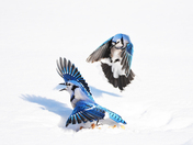 Blue Jays