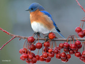 Eastern Bluebirds