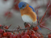Eastern Bluebirds