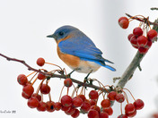 Eastern Bluebirds