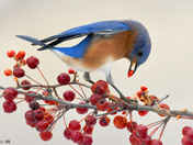Eastern Bluebirds