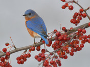 Eastern Bluebirds