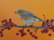 Eastern Bluebirds