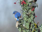 Eastern Bluebirds
