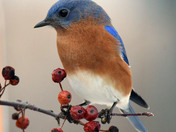 Eastern Bluebirds
