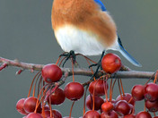 Eastern Bluebirds