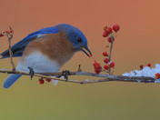 Eastern Bluebirds
