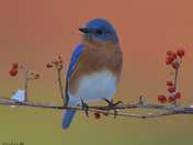 Eastern Bluebirds