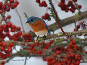 Eastern Bluebirds