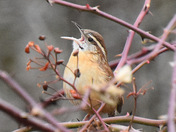 Carolina Wren