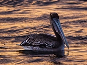 Brown Pelican in the Sunset