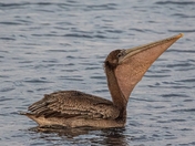 Gular Pouch