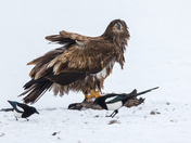 Immature Bald Eagle