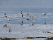 Black-bellied Plovers