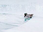 Mallard Ducks in melting ice