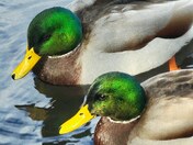 Mallard Ducks