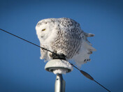 Snowy Owl