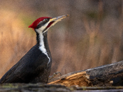 Pileated Woodpecker