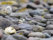 Semipalmated Plover