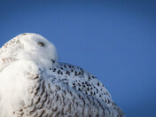 Any Way the Wind Blows