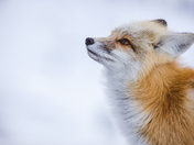 Red Fox in the Mountains