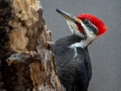 Pileated Woodpecker