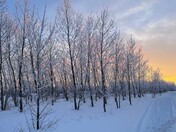 Frosty Trees at Sunset
