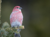 Pine Grosbeak