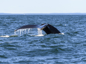 A fluke!