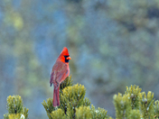 Northern Cardinal