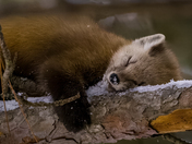 A Sleepy Pine Martin