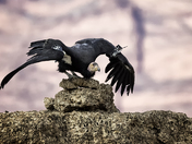 California Condor