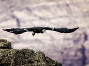 California Condor