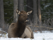 Cow Elk bedded down