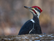 Pileated Woodpecker
