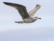 Great Black-backed Gull