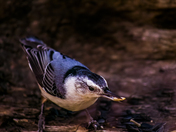 The white breasted nuthatch 