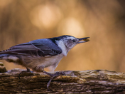 The white breasted nuthatch 